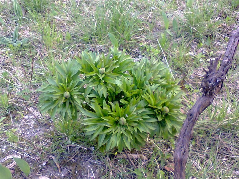 Fotografie5055 - 2019 PRIMĂVARA LA GRĂDINĂ