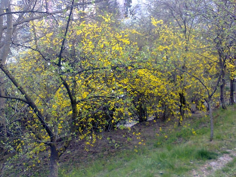 Fotografie5057 - 2019 PRIMĂVARA LA GRĂDINĂ