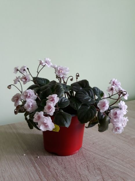 Rob-s Vanilla trail epuizat - Rob-s Vanilla Trail