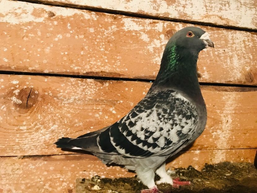 Mascul - 1-standard matca 2019