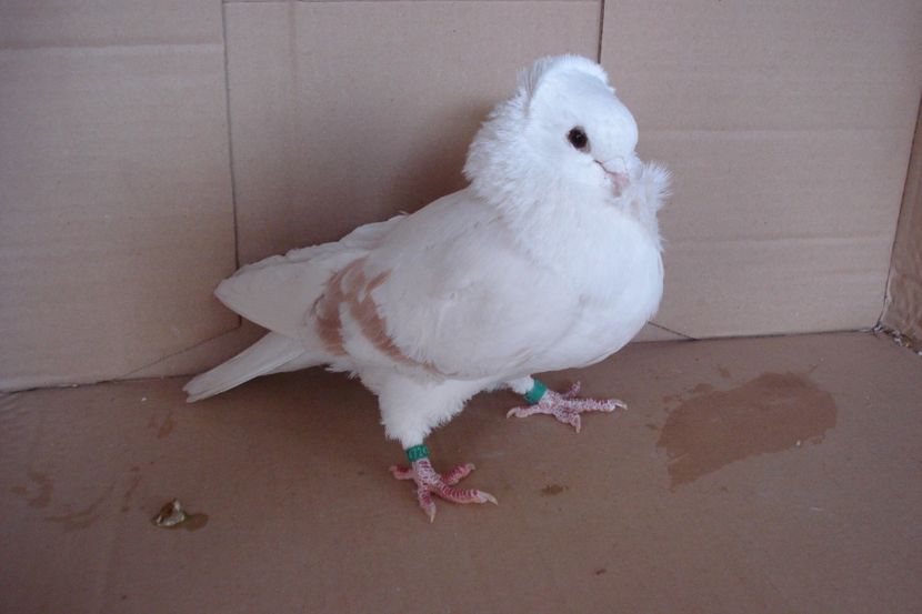 M 14724 - 2013 - perechile 2019