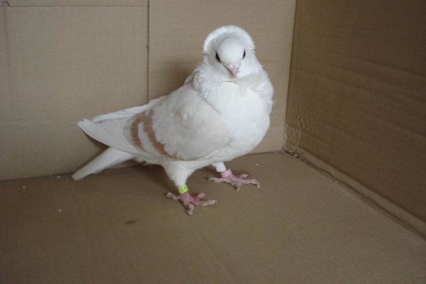 F 139 - 2017 - perechile 2019