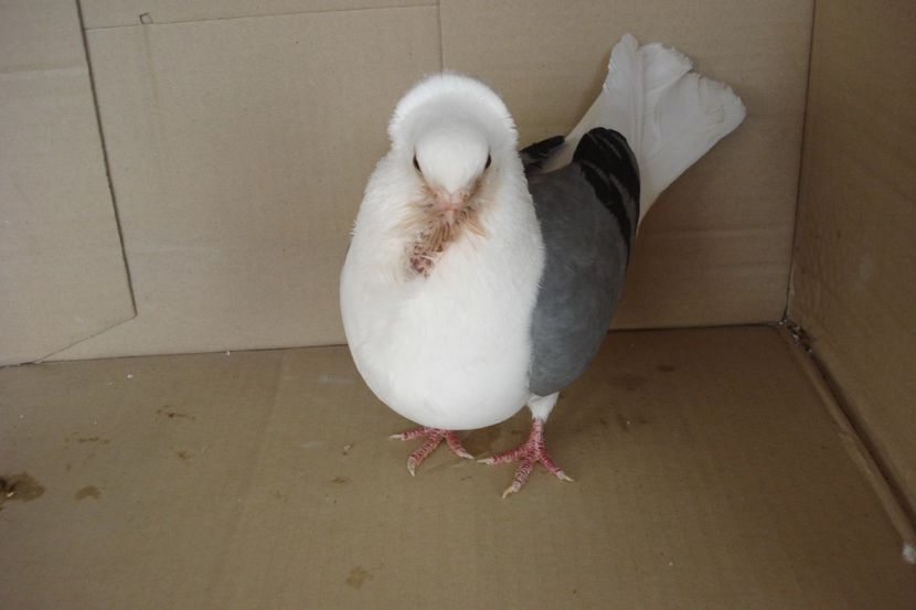 M 673 - 2014 dr sov - perechile 2019