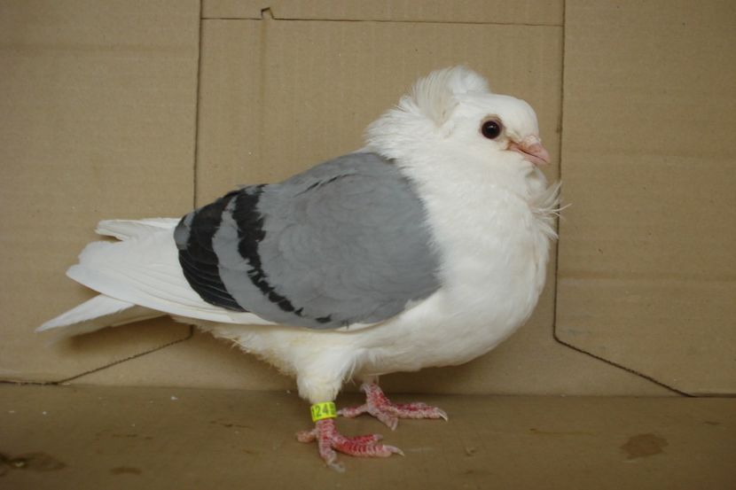 F124 - 2017 - perechile 2019