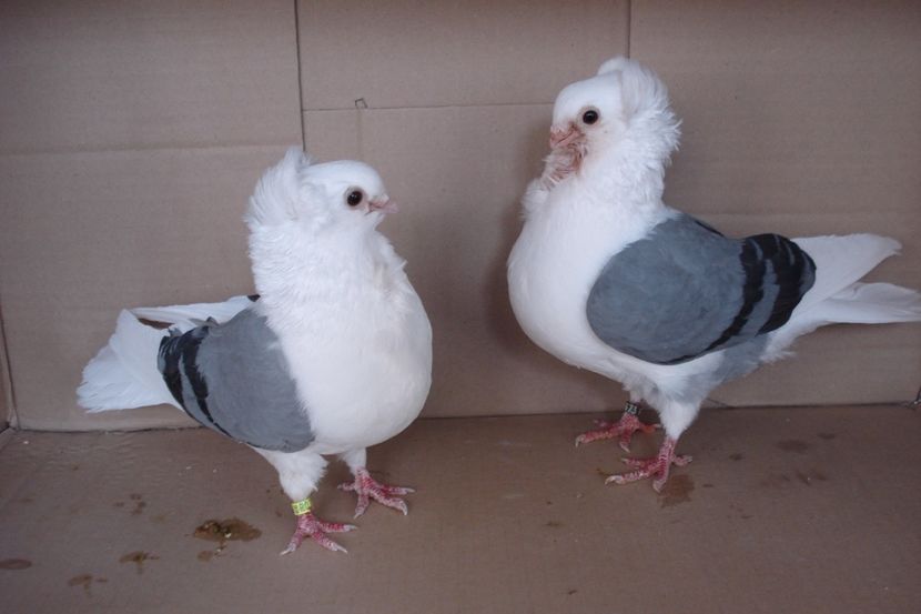 per 5 - perechile 2019