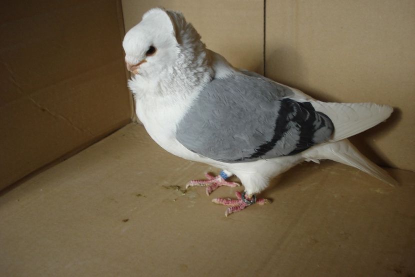 M 18624 - 2012 - perechile 2019