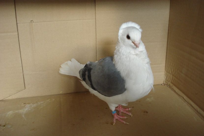 F 623 - 2018 - perechile 2019