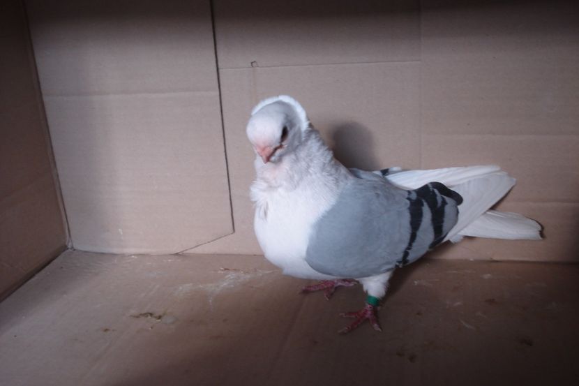 M 1603 - 2012 - perechile 2019