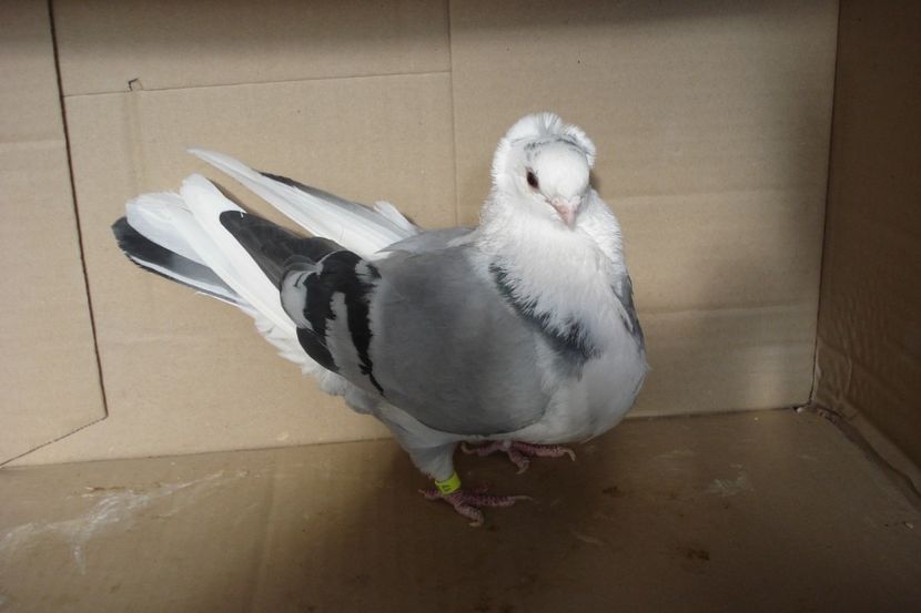 F176 - 2017 - perechile 2019