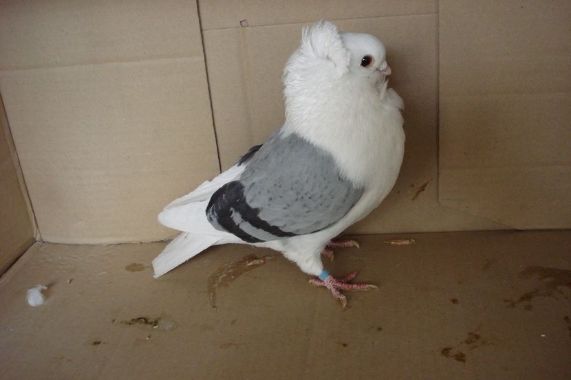 M 00038 - 2018 - perechile 2019