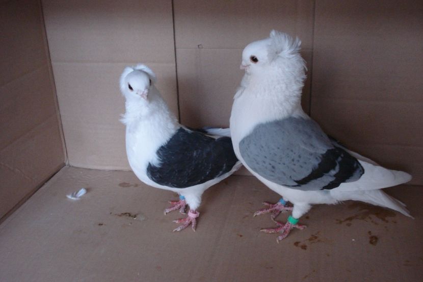 per 8 - perechile 2019