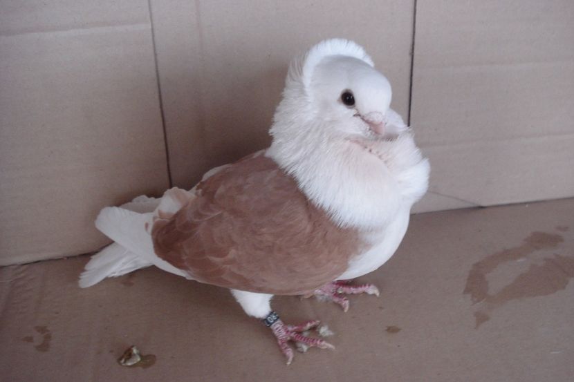 M 5124 - 2010 - perechile 2019