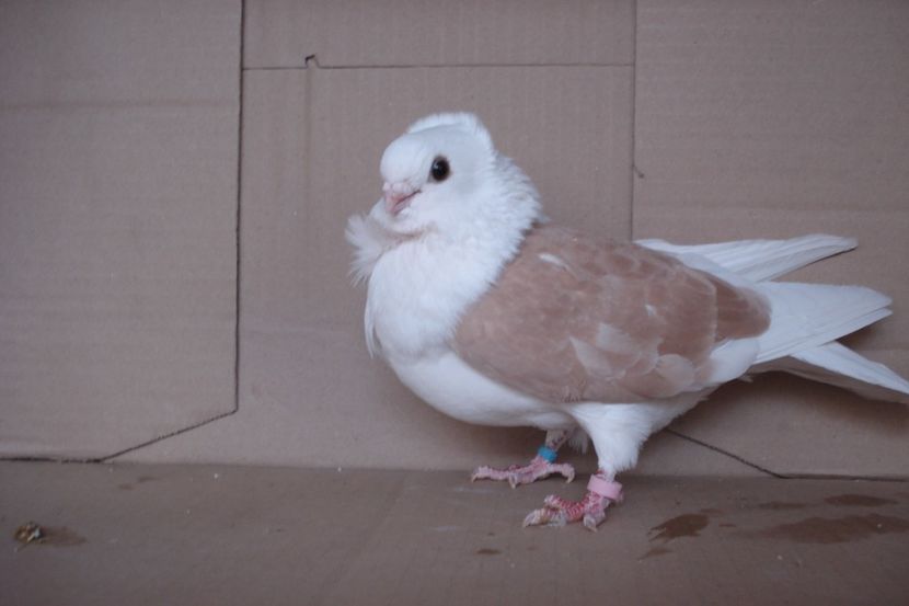 F 09616 - 2018 - perechile 2019