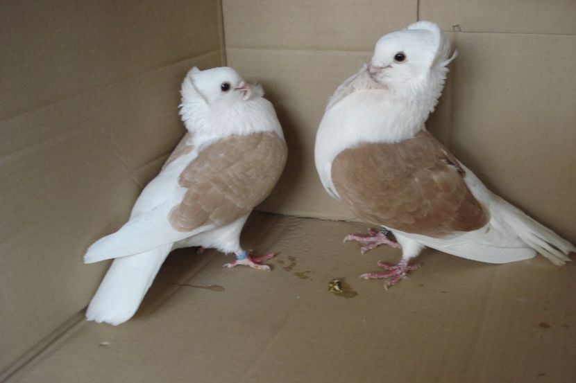 per 9 - perechile 2019