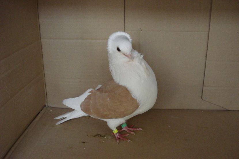 M 103 - 2017 - perechile 2019