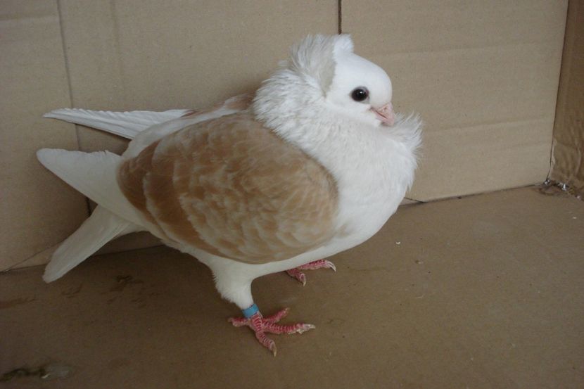 F 00036 - 2018 - perechile 2019