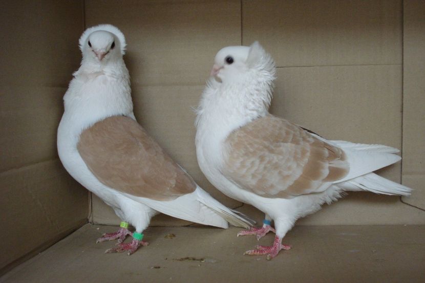 per 10 - perechile 2019