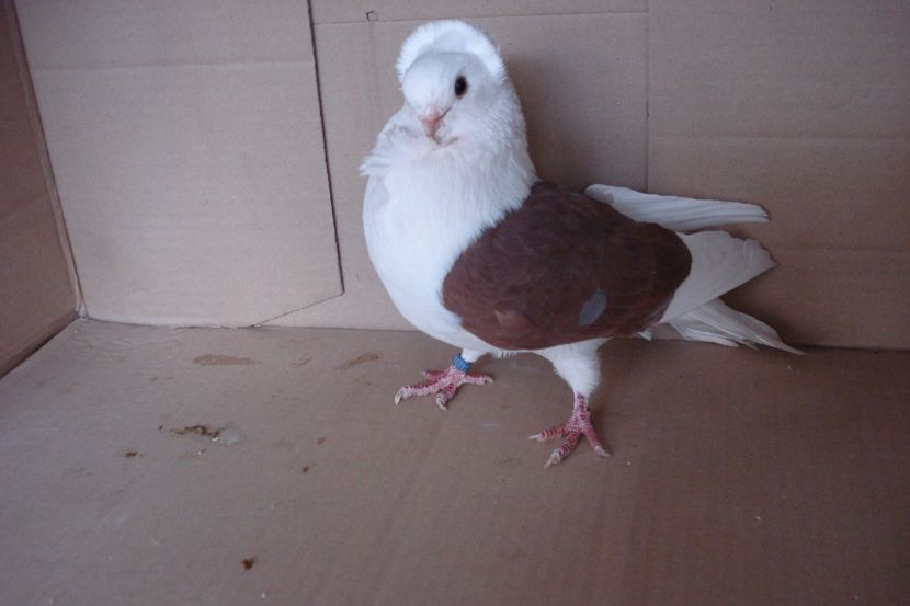 M 18619 - 2012 - perechile 2019