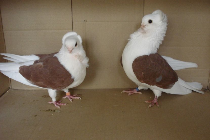 per 11 - perechile 2019