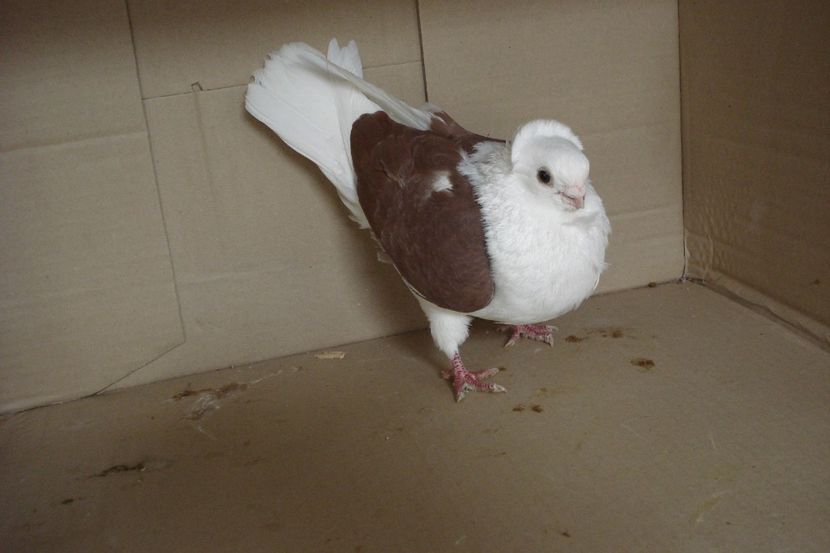 M Tm fi - perechile 2019