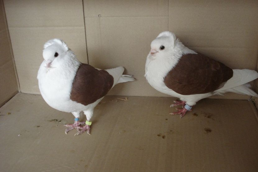 per 12 - perechile 2019