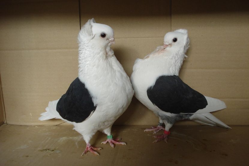 per 13 - perechile 2019