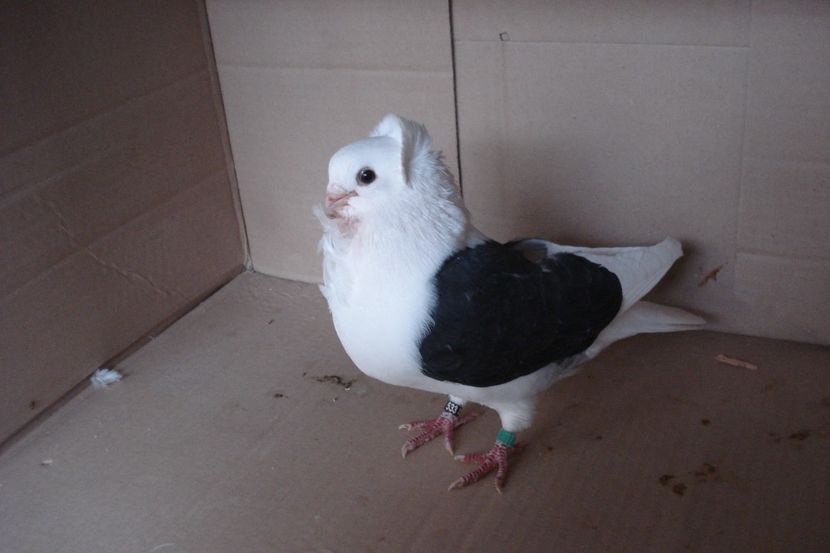 M 533 - 2016 - perechile 2019