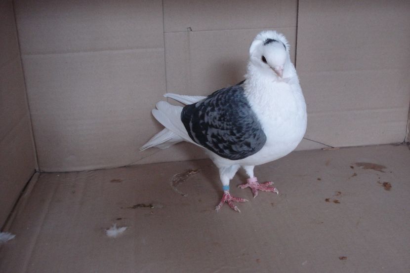 F 00037 - 2018 - perechile 2019