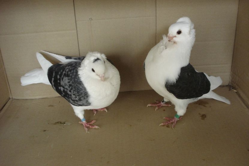 per 14 - perechile 2019