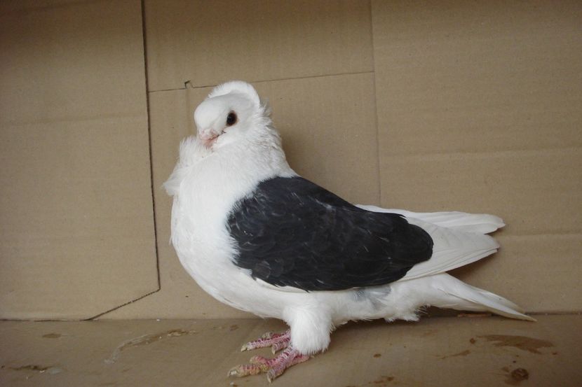 M 2004 - perechile 2019