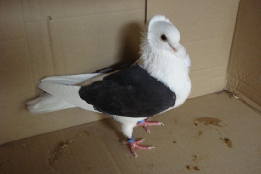 F 2012 - perechile 2019