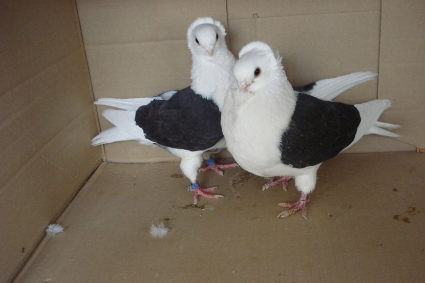 per 15 - perechile 2019