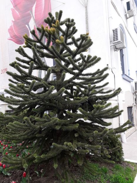 Araucaria araucana - Whish list pentru viata urmatoare2