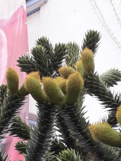 Araucaria araucana - Whish list pentru viata urmatoare2