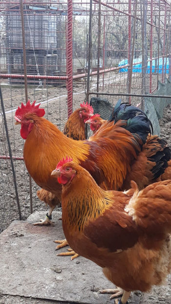 04-08 at 20.35.49 - 2019 New Hampshire