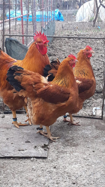 2019-04-08 at 20.35.49 - 2019 New Hampshire