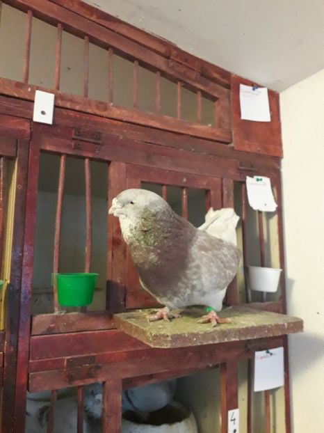 Vandut - Câțiva dintre porumbeii mei