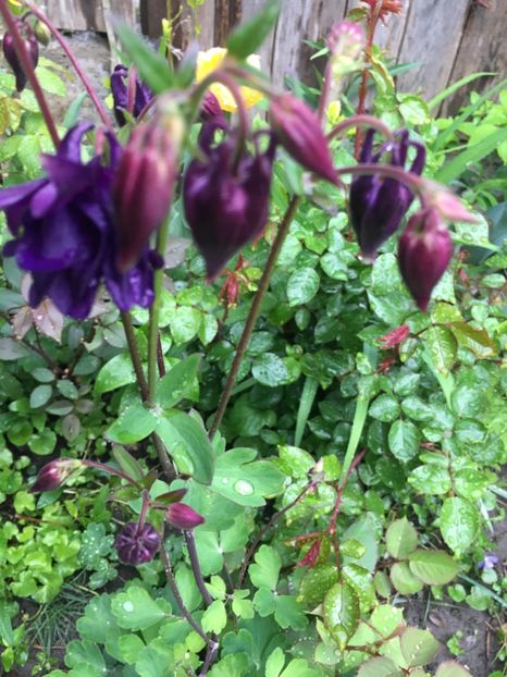 9A2403D9-9714-4B83-AB83-0248EC670EA1 - Aprilie