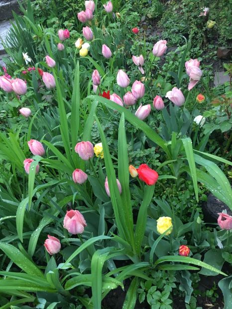 3754059C-502B-4B94-9CAE-14551C20395C - Aprilie