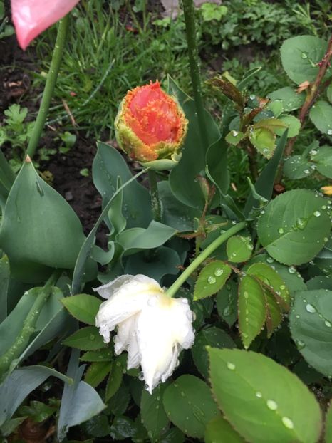 C90FA6FC-D888-4381-8227-492DE551BA73 - Aprilie