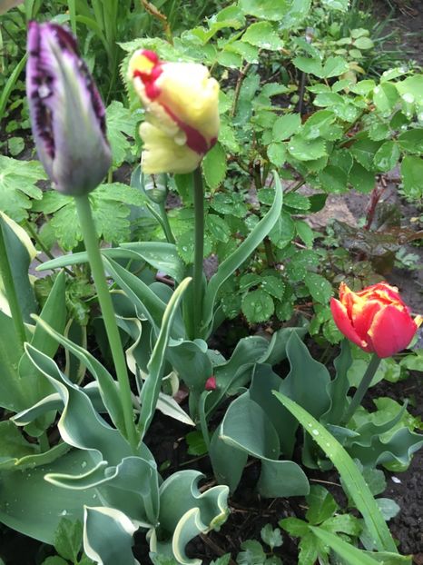 2996C63B-ABEE-4857-83B5-6A9BA0F5C5E4 - Aprilie