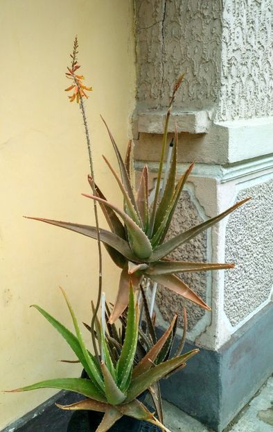 peste 10 ani - Aloe Vera-Barbadensis Miller