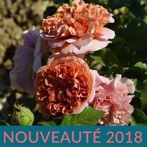 belle d' anjou - Trandafiri-dorinte 2016