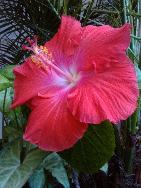  - Hibiscus Saffron