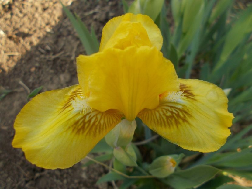  - Irisi -2019 Pumila si Barbata Nana