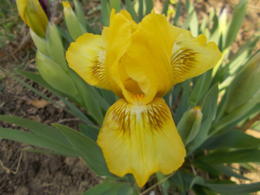  - Irisi -2019 Pumila si Barbata Nana