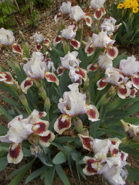  - Irisi -2019 Pumila si Barbata Nana