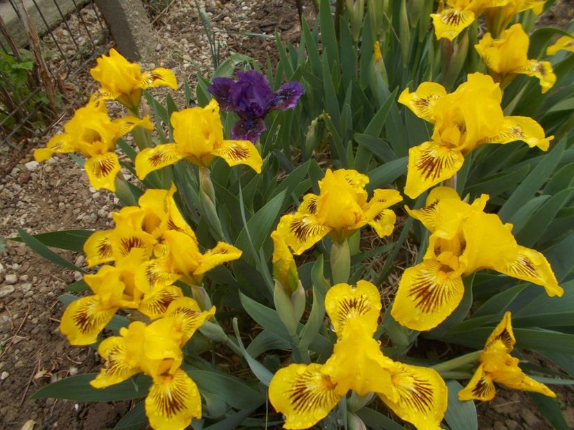  - Irisi -2019 Pumila si Barbata Nana