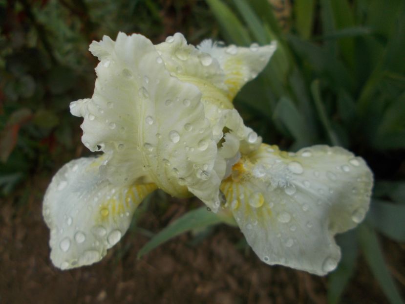  - Irisi -2019 Pumila si Barbata Nana