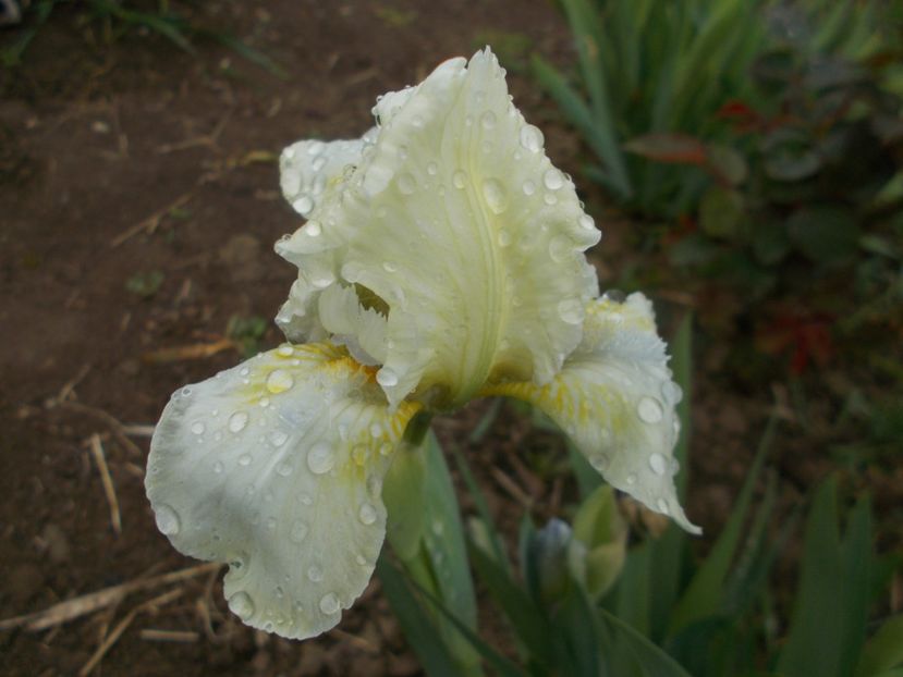  - Irisi -2019 Pumila si Barbata Nana